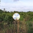 Đất Vườn Trồng Chanh Không Hạt Chính Chủ  Đông Thạnh - Châu THành - Hậu Giang