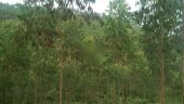 CHÍNH CHỦ BÁN LÔ ĐẤT RỪNG SẢN XUẤT SIÊU ĐẸP TẠI XUÂN HÒA - LẬP THẠCH -VĨNH PHÚC