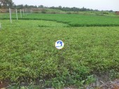 Chính Chủ Cần Bán Lô Đất Cực Đẹp Ngay Cầu Đá  - Xã Bình Mỹ - Củ Chi.Giá Tốt