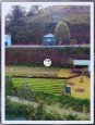 CHO THUÊ TỔ HỢP CAFE & HOMESTAY TẠI VẠN THÀNH, ĐÀ LẠT Đà Lạt, Lâm Đồng