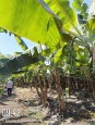 VỊ TRÍ ĐẸP - ĐẦU TƯ SINH LỜI - Chính Chủ Cần Bán Lô Đất Xã Sông Ray, Cẩm Mỹ,