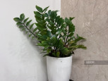 3 vị trí không nên đặt cây cảnh trong nhà