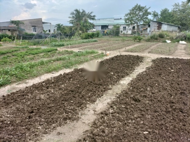 CHÍNH CHỦ BÁN ĐẤT TẠI PHƯỚC LÂM - CẦN GIUỘC - LONG AN