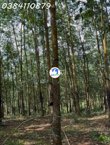 ĐẤT ĐẸP TÂN LỢI – ĐỒNG PHÚ, 2HA CAO SU – CHỈ 3 TỶ