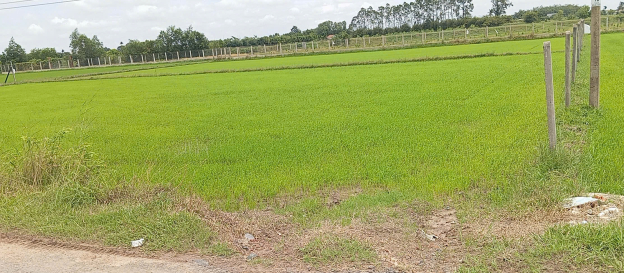 CHÍNH CHỦ CẦN BÁN LÔ ĐẤT ĐẸP TẠI ẤP AN ĐƯỚC – XÃ AN TỊNH – TRẢNG BÀNG, TÂY NINH
